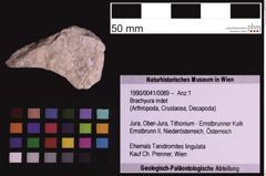 Foto (Objekt + Etiketten) von Brachyura indet (NHMW-GEO-1990-0041-0089)